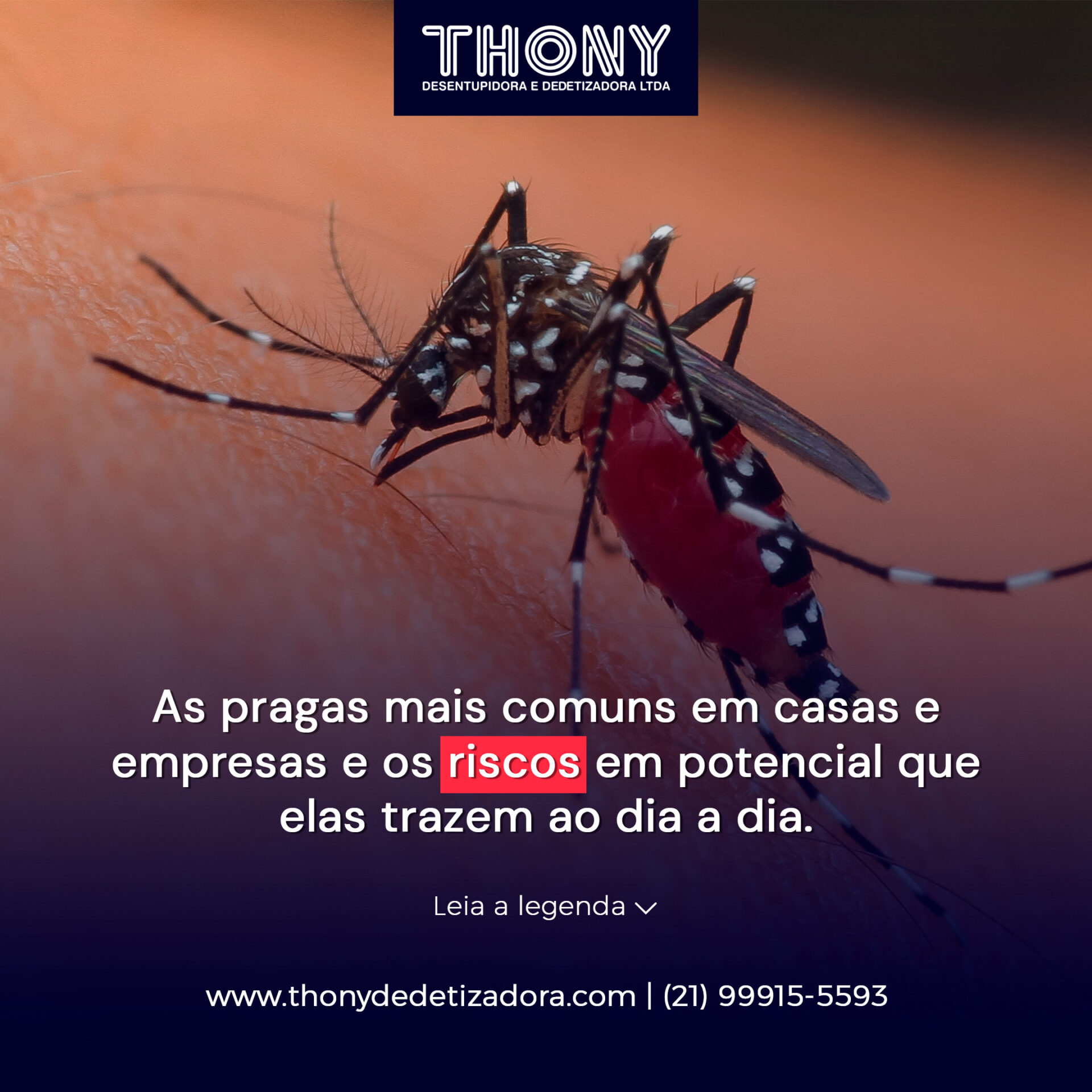 Thony 11.03 Pragas mais comuns